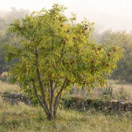 Noyer du texas (Juglans microcarpa) — petit arbre isolé portant de nombreux fruits · Photo d'illustration