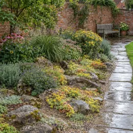 Orpin jaune 'Variegatum' (Sedum kamtschaticum) — massif de rocailles fleuri le long d'une allée · Photo d'illustration