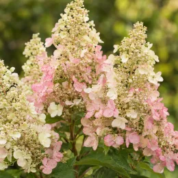 Hortensia paniculé 'Confettii' (Hydrangea paniculata) — grappes de fleurs blanc crème et rose · Photo d'illustration