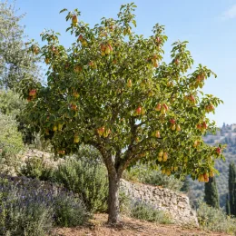 Pommier 'Museau de lievre' (Malus domestica) — arbre fruitier isolé chargé de fruits colorés · Photo d'illustration