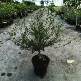 Citronnier caviar 'Rouge' (Citrus australasica) — arbuste épineux en pot dans une serre · Pot 5L Tige