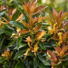 Chèvrefeuille 'Copper beauty' (Lonicera henryi) — trompettes florales jaune orangé parmi feuillage lustré · Photo d'illustration