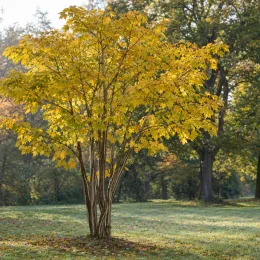 Érable à peau de serpent (Acer pensylvanicum) — Photo d'illustration, photo 2