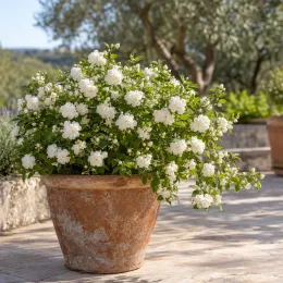 Seringat 'Manteau d'hermine' (Philadelphus) — arbuste fleuri blanc dans grand pot en terrasse