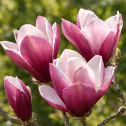 Magnolia — grands pétales bicolores ouverts sur les branches