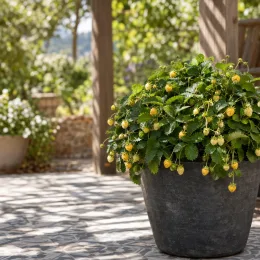 Fraisier des alpes 'Yellow wonder' (Fragaria vesca) — grand pot de fraisiers à fruits jaunes sur terrasse · Photo d'illustration