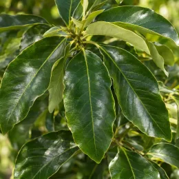 Avocatier race antillaise 'Degania' (Persea americana) — gros plan sur feuillage vert luisant · Photo d'illustration