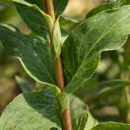 Persicaire 'Speciosa' (Persicaria amplexicaulis) — gros plan sur tige et larges feuilles vertes · Photo d'illustration