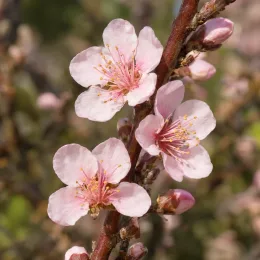 Nectarinier 'Silver giant' (Prunus persica) — gros plan de fleurs rosées sur une branche