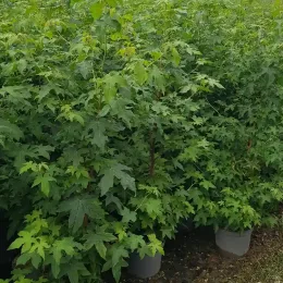 Copalme d'Amérique (Liquidambar styraciflua) — jeunes arbustes feuillus serrés en pots alignés · Pot 8L Baliveau, photo 10