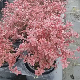 Epine vinette (Berberis thunbergii) — arbuste au feuillage rose en pot de pépinière · Pot 3L Touffe