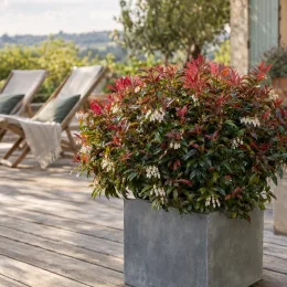 Leucothoé 'Burning love' (Leucothoe walteri) — arbuste dense en pot carré sur terrasse
