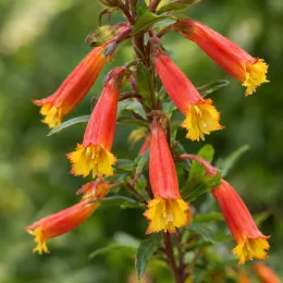 Lobélie (Lobelia laxiflora) — fleurs tubulaires rouges à extrémité jaune, gros plan · Photo d'illustration