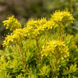 Sedum 'Ball' (Sedum lemon) — fleurs étoilées jaunes au-dessus d’un feuillage dense · Photo d'illustration