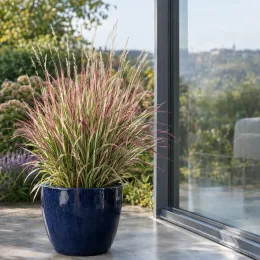 Herbe à balais 'Chameleon' (Schizachyrium scoparium) — touffe de graminée colorée dans un pot bleu · Photo d'illustration
