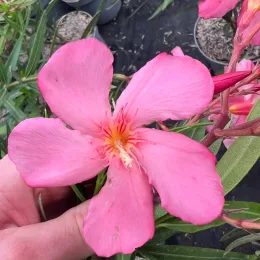 Laurier rose 'Emma schneider' (Nerium oleander) — gros plan de grande fleur rose tenue en main