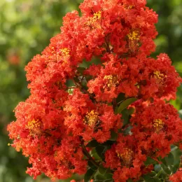 Lilas des indes (Lagerstroemia) — grappes de petites fleurs rouges et jaunes · Photo d'illustration