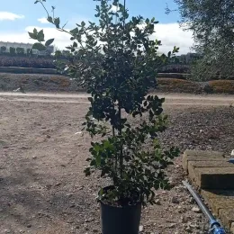 Chêne vert (Quercus ilex) — jeune arbuste en pot sur sol graveleux · Pot 18L