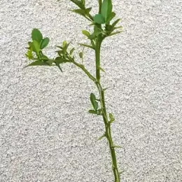 Poncirus kryder 'Kryder' (Poncirus trifoliata) — jeune plant élancé en pot plastique · Godet