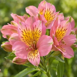 Alstrœmères (Alstroemeria pierre) — grappes de fleurs roses à cœur jaune tacheté · Photo d'illustration