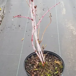 Ronce de cockburn (Rubus cockburnianus) — jeune arbuste nu aux tiges claires en pot · Pot 3L Touffe
