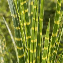 Roseau de chine tachetées de jaune 'Strictus' (Miscanthus sinensis) — longues feuilles vertes striées de bandes jaunes · Photo d'illustration