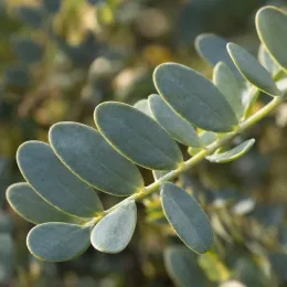 Coronilla (Coronilla glauca) — gros plan sur feuilles ovales gris vert · Photo d'illustration