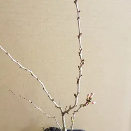 Cerisier à fleurs 'Kojou no mai' (Prunus incisa) — jeune arbuste à branches nues en pot plastique · Godet