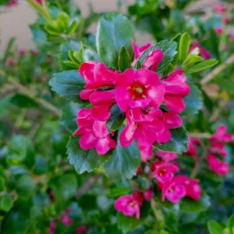 Escallonia