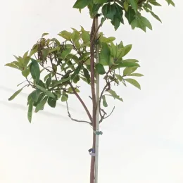Arbousier de chypre (Arbutus andrachnoides) — jeune arbre élancé avec feuillage vert · Pot 8L Baliveau