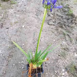 Agapanthe 'Charlotte' (Agapanthus africanus) — plante en pot avec hampe florale violette · Godet