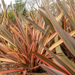 Phormium