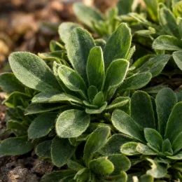 Aster des alpes 'Violet' (Aster alpinus) — rosette de feuilles vertes duveteuses au sol