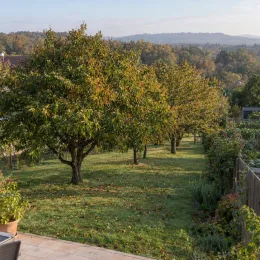 Châtaigner (Castanea crenata) — allée d'arbres au feuillage dense dans jardin · Photo d'illustration