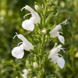 Sauge gregii 'Alba' (Salvia gregii) — gros plan sur épis de fleurs blanches · Photo d'illustration