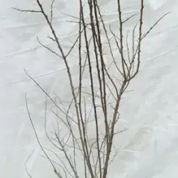 Argousier (Hippophae rhamnoides) — jeune arbuste dénudé en pot noir · Pot 3L