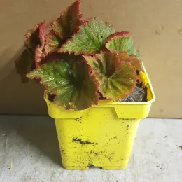 Bégonia parfumée 'Pink delight' (Begonia odorata) — jeune plant au feuillage dentelé en pot · Godet