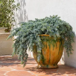 Cèdre de l'himalaya feeling blue 'Feelin blue' (Cedrus deodara) — conifère retombant au feuillage bleuté dans grand pot