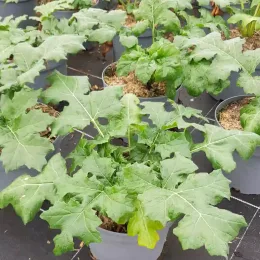 Acanthe à feuilles larges (Acanthus mollis) — jeunes plants feuillus alignés en pots gris · Pot 3L
