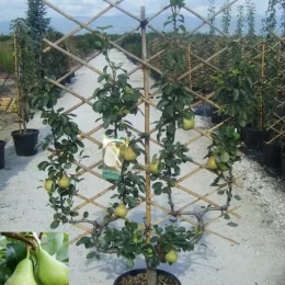 Poirier 'Conférence' (Pyrus communis) — arbre palissé en pot avec plusieurs fruits · Pot 35L