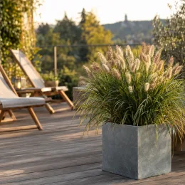 Herbe aux écouvillons 'Compressum' (Pennisetum alopecuroides) — touffe dense en pot sur terrasse en bois · Photo d'illustration