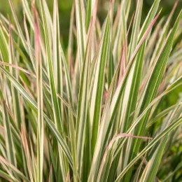 Herbe à balais 'Chameleon' (Schizachyrium scoparium) — feuillage rayé vert crème avec pointes rosées · Photo d'illustration