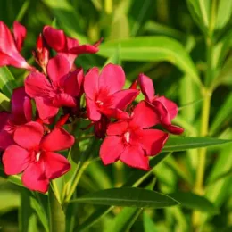 Laurier rose (rouge) — grappes de fleurs rouges parmi le feuillage vert