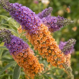 Arbre aux papillons 'Bicolore' (Buddleia × weyeriana) — longs épis de fleurs violettes et orangées