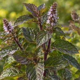 Menthe chocolat 'Chocolate' (Mentha × piperita) — tiges dressées avec épis de fleurs violettes · Photo d'illustration