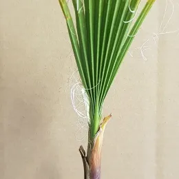 Washingtonia 'Filifera' — jeune palmier avec feuille en éventail et fibres · Godet