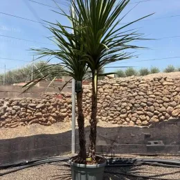 Cordyline indivisa (Cordyline indivisia) — grand sujet à deux troncs en pot · Pot 90L