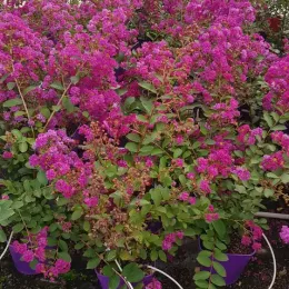 Lilas des indes 'Violet d'été®' (Lagerstroemia indica) — arbustes fleuris aux grappes roses dans pots violets · Pot 3L Touffe