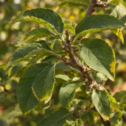 Pommier 'Annurca' (Malus domestica) — gros plan sur feuilles dentées légèrement jaunies