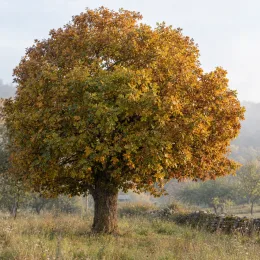 Chêne (Quercus) — grand arbre isolé au feuillage automnal dense · Photo d'illustration